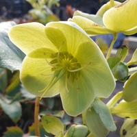 Helleborus argutifolius 